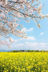 満開の桜と菜の花　西都原古墳群