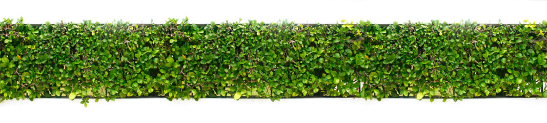 longitudinal green leaves plant on vertical wall