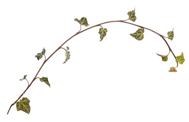 Ivy branch. Hedera, helix. Cose up isolated on white background