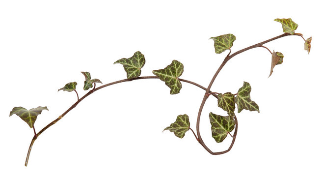 Ivy branch. Hedera, helix. Cose up isolated on white background