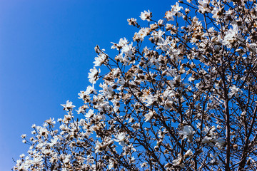 Abstract Blue Background with Flowers