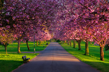 cherry blossom in spring, pittencrieff park, Dunfermline, fife, Scotland, uk. - obrazy, fototapety, plakaty