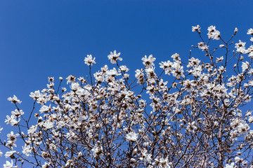Magnolia Tree in a Blue sky Background