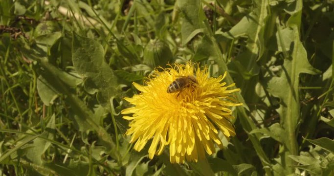 dandelion word pollinated by a bee which then flies away