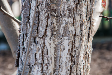 Tree bark close-up, natural texture for the background. Textured, weathered.Closeup texture of tree bark. Pattern of natural tree bark background. Rough surface of trunk.