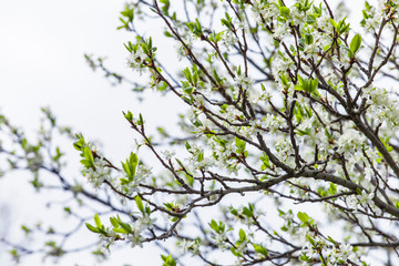 plum tree branch flowering white flowers and leaves  blooming orchard fruit growing ecology background 