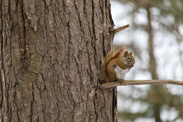 Red squirrel nibbles on seed on tree branch