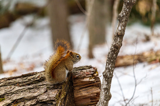 Red squirrel with fluffy tail on a log