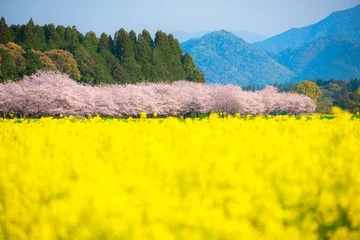 Fotobehang 満開の桜と菜の花　西都原古墳群 © kai