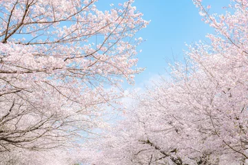 Fotobehang 満開の桜並木 © kai