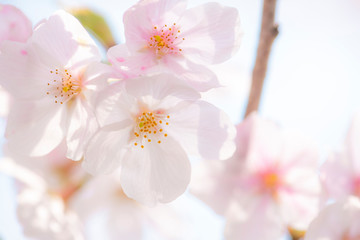 桜の花　クローズアップ