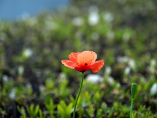 Tokyo,Japan-April 26, 2020: Papaver dubium or Long-headed poppy or blindeyes on azalea leaf background
