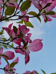 Tokyo,Japan-April 26, 2020: Red Cornus florida or Flowering dogwood on blue sky background
