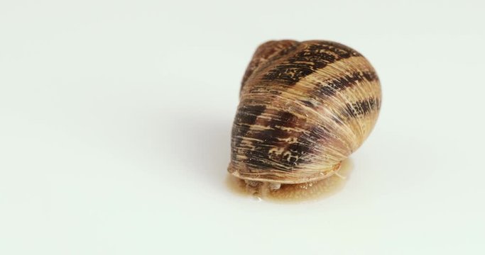 Lumaca