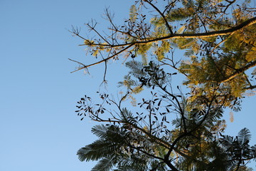 tree branches against blue sky