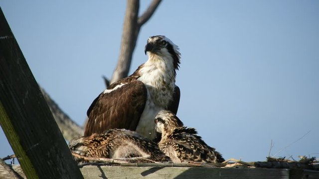 Adult Osprey in Nest With Baby Chicks