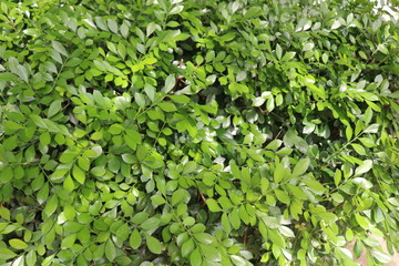 green leaves background
