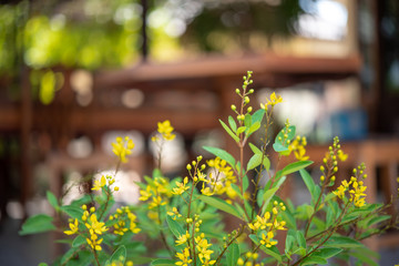 Yellow flowers plant on blurred wooden seats background.
