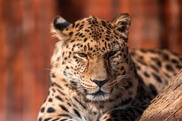 Fototapeta na wymiar Leopard In a dominant pose basking in the sun without a care in the world.