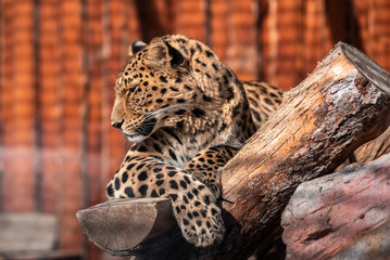 Leopard In a dominant pose basking in the sun without a care in the world.