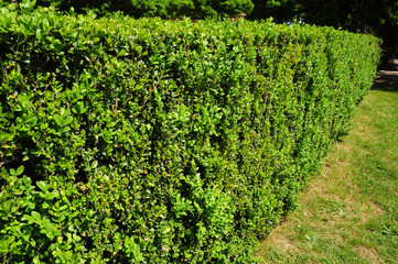 Fototapeta na wymiar Green compact boxwood shrub, neatly cut high boxwood hedge in landscape design.