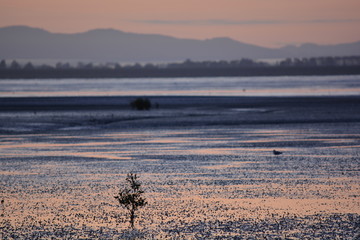 Sunrise in the Robert Findlay Wildlife Reserve at low tide, New Zealand