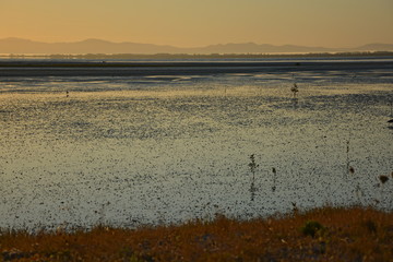 Sunrise at low tide, New Zealand
