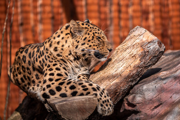 Leopard In a dominant pose basking in the sun without a care in the world.