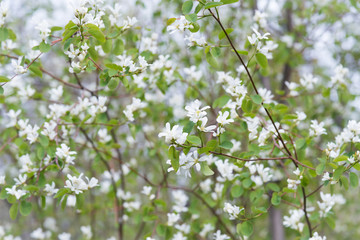 Wild saskatoon berry bush flowers and new leaves in April