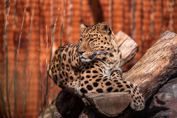 Leopard In a dominant pose basking in the sun without a care in the world.