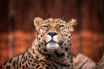 Fototapeta premium Leopard In a dominant pose basking in the sun without a care in the world.