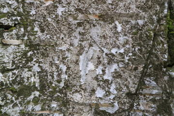 Tree bark. Wood moss. Abstract background. Macro.