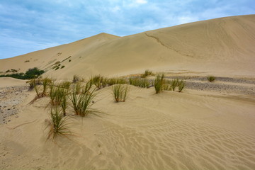 Grasses at Giant Sand Dunes, New Zealand