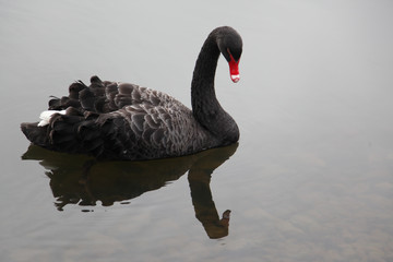 Obraz premium Swan on water