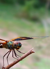 DRAGON FLY