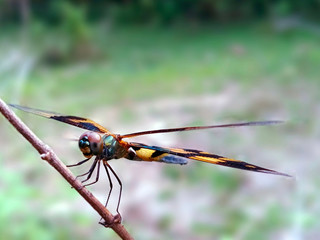 DRAGON FLY