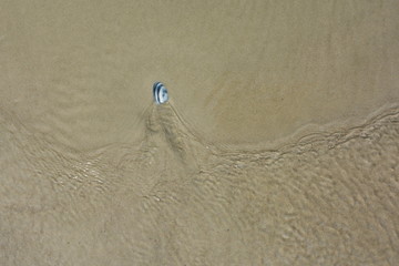 A lone seashell in the waves at Rarawa Beach, New Zealand