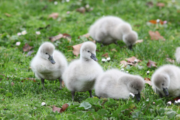  Cygnets (Baby Swans)