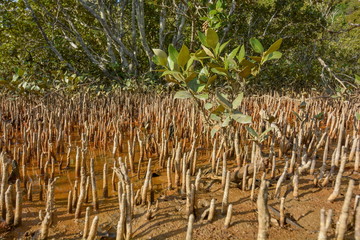 Exposed mangrove roots at low tide, New Zealand