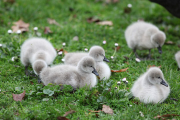  Cygnets (Baby Swans)