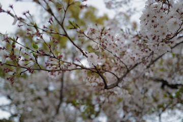 Cherry Blossoms