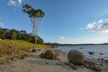 Koutu Boulders on the beach wits eucalypt tree, New Zealand