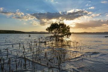 Mangrove tree at low tide, New Zealand