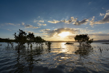 Mangrove trees at sunset, New Zealand