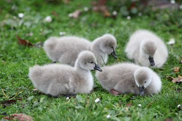  Cygnets (Baby Swans)