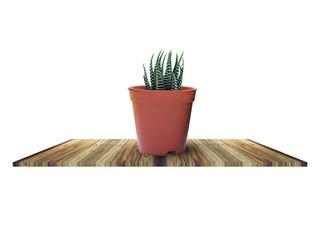 Cactus on wooden table clipping path