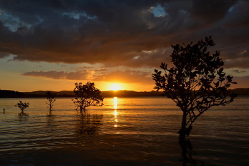 Fototapeta na wymiar Mangrove trees in the sea surface at sunset, New Zealand