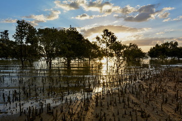 Mangrove trees and their roots on the beach, New Zealand