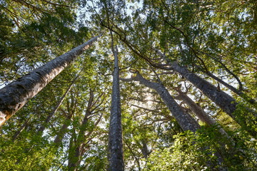 Young Agathis australis in the forest, New Zealand