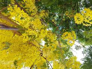 yellow flowers in the forest